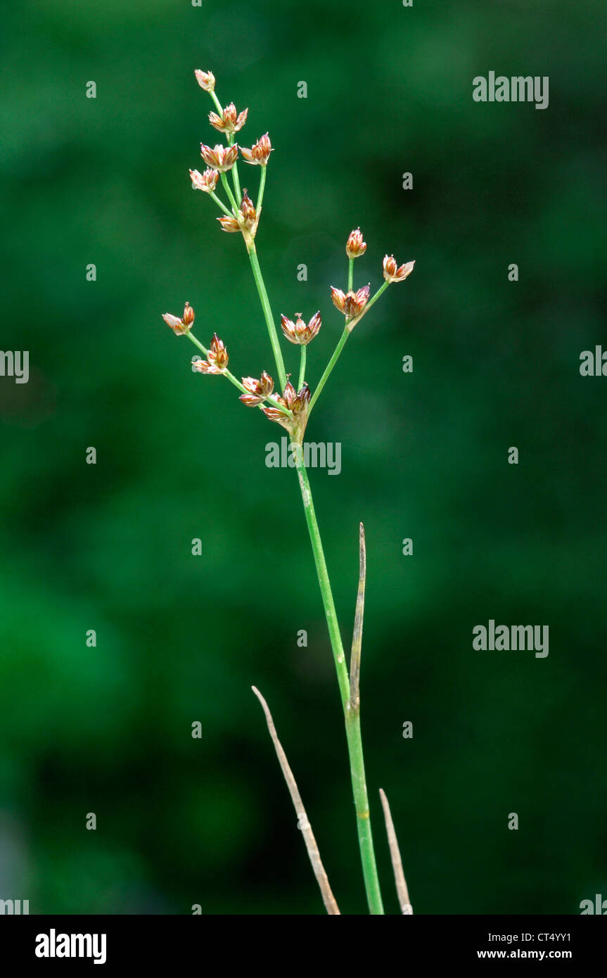 JOINTED RUSH Juncus articulatus (Juncaceae Stock Photo Alamy