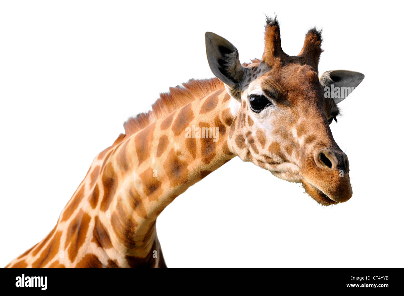 Profile portrait of giraffe (Giraffa camelopardalis) isolated on white background Stock Photo