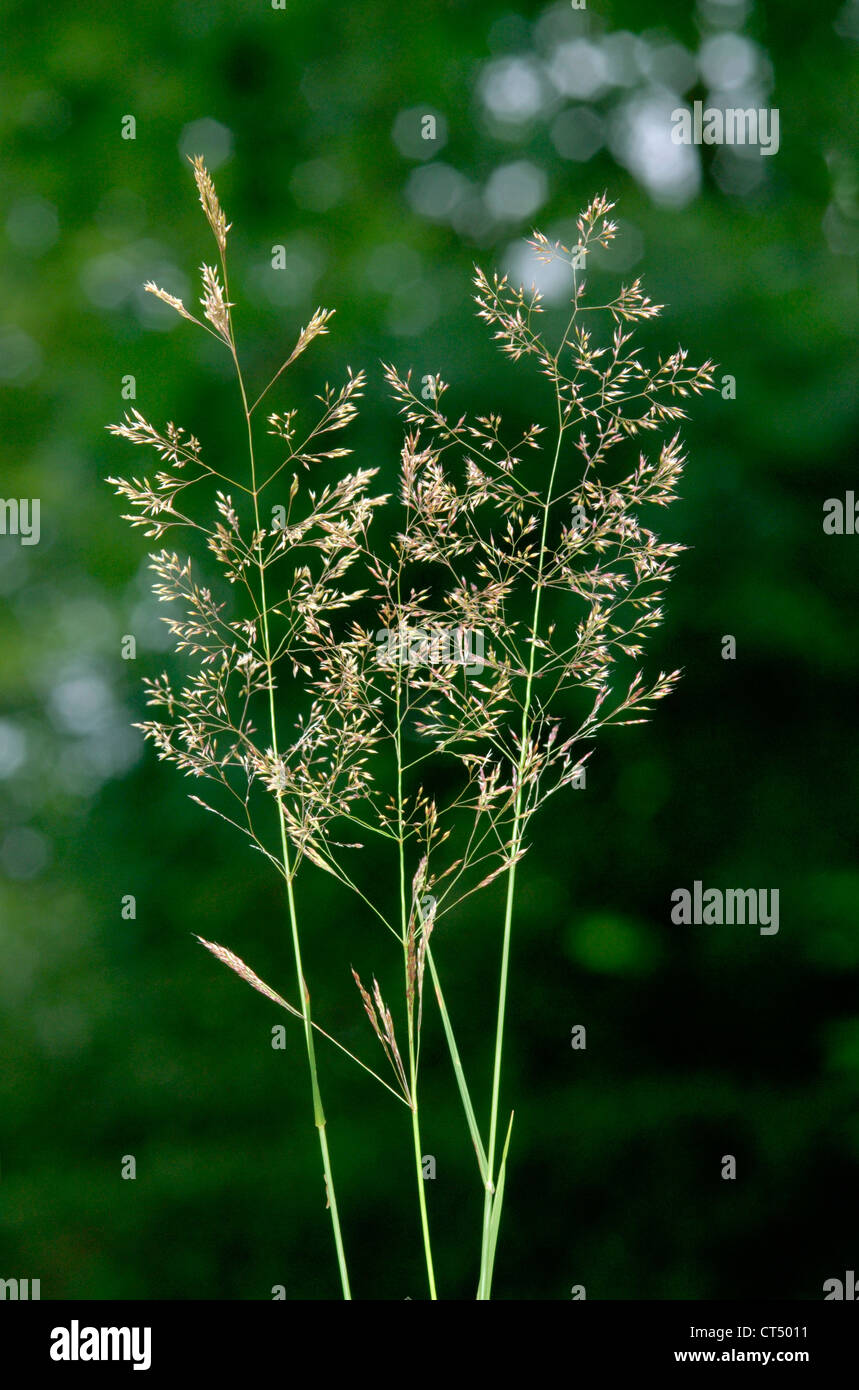 COMMON BENT Agrostis capillaris (Poaceae) Stock Photo