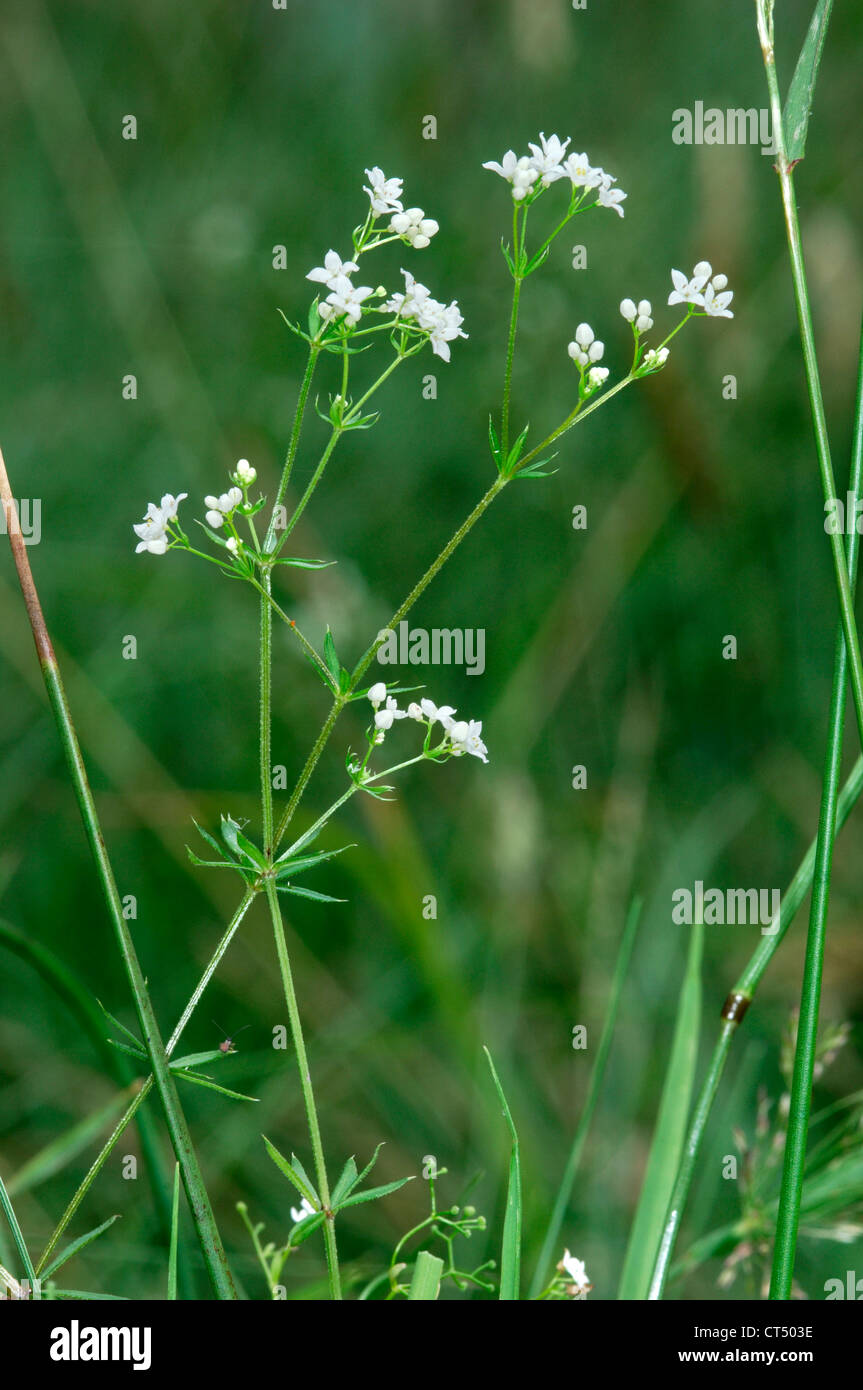 FEN BEDSTRAW Galium uliginosum (Rubiaceae) Stock Photo