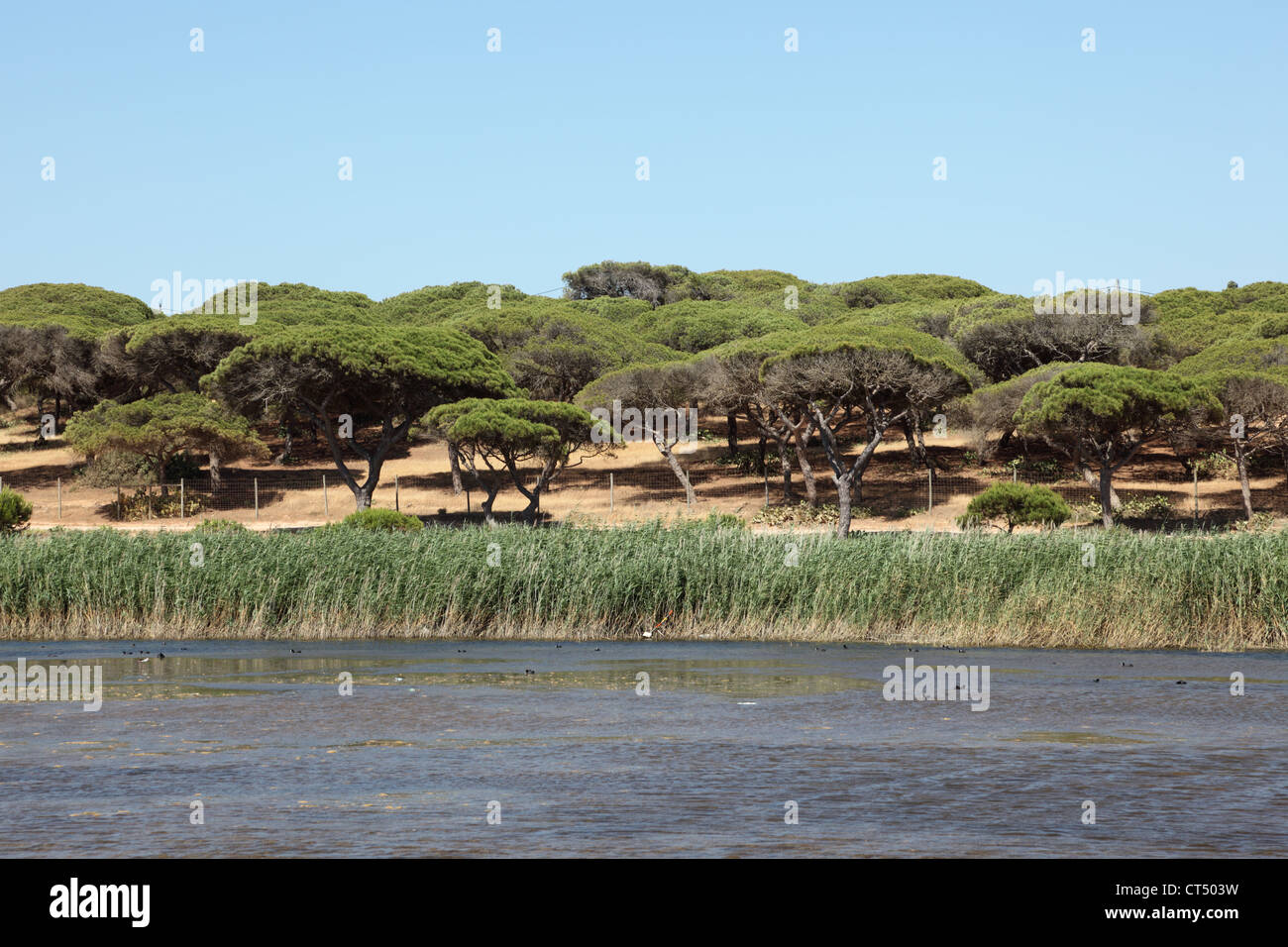 Landscape with a marsh and stone pine forest in Algarve, Portugal Stock Photo