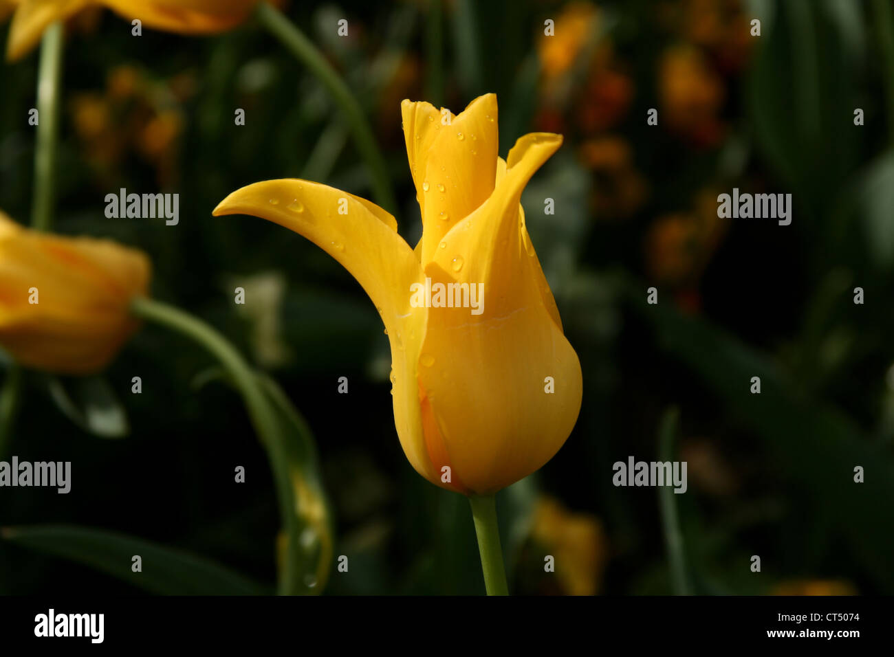 yellow tulip in a garden Stock Photo - Alamy