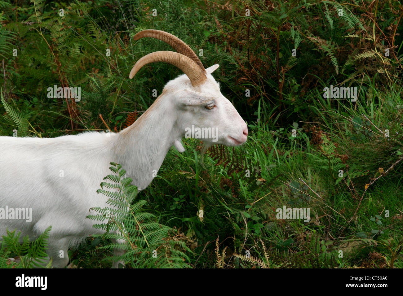 white mountain goat eating grass in nature Stock Photo Alamy