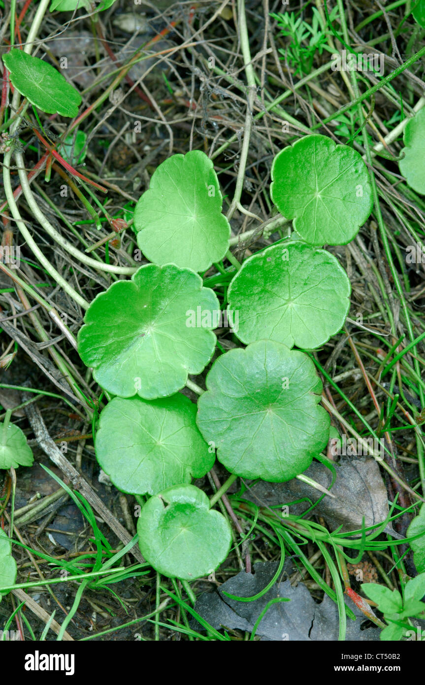MARSH PENNYWORT Hydrocotyle vulgaris (Apiaceae) Stock Photo