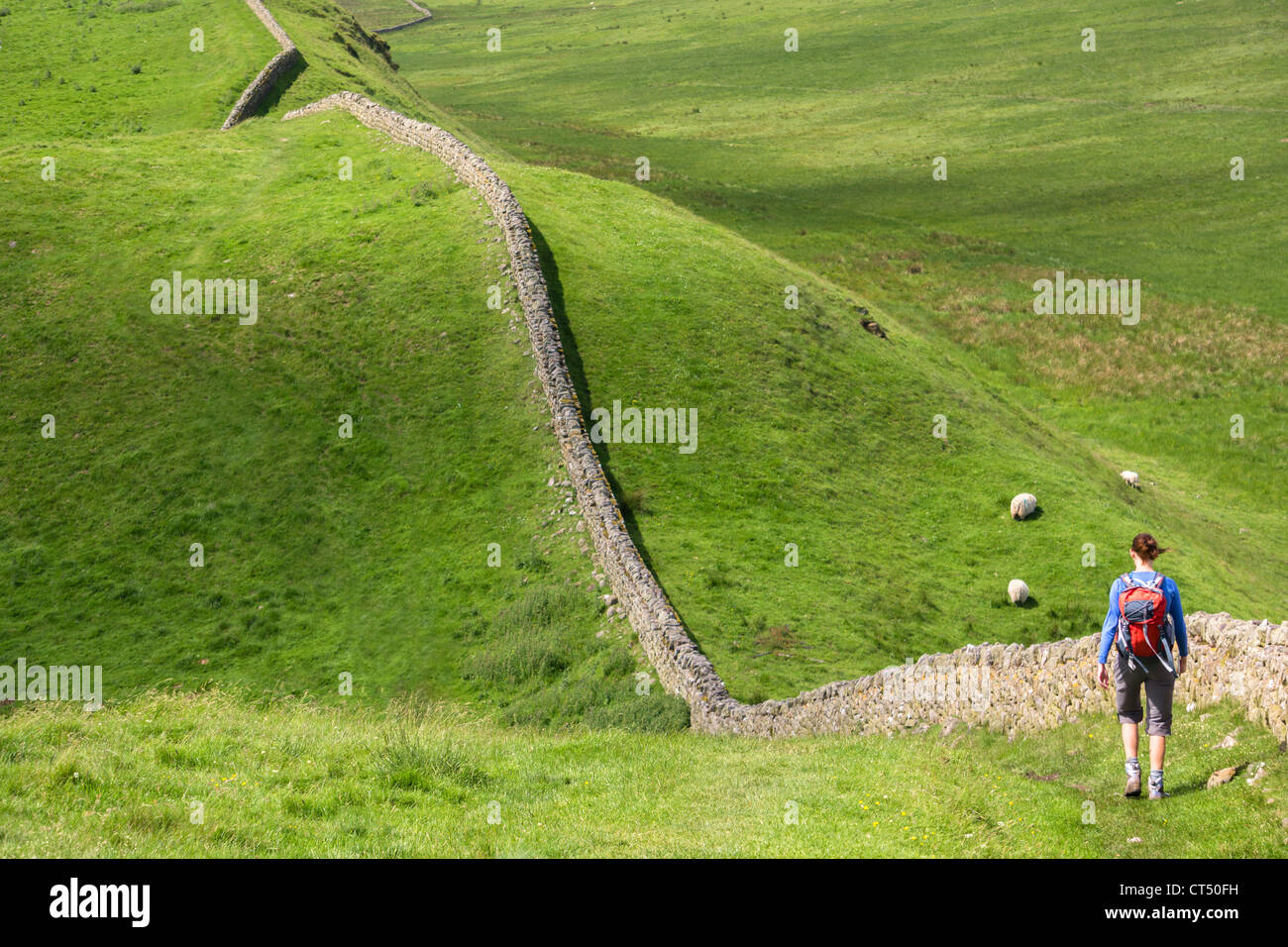 A hiker walking alongside Hadrian's Wall near Crag Lough in Northumberland, England, UK. Stock Photo