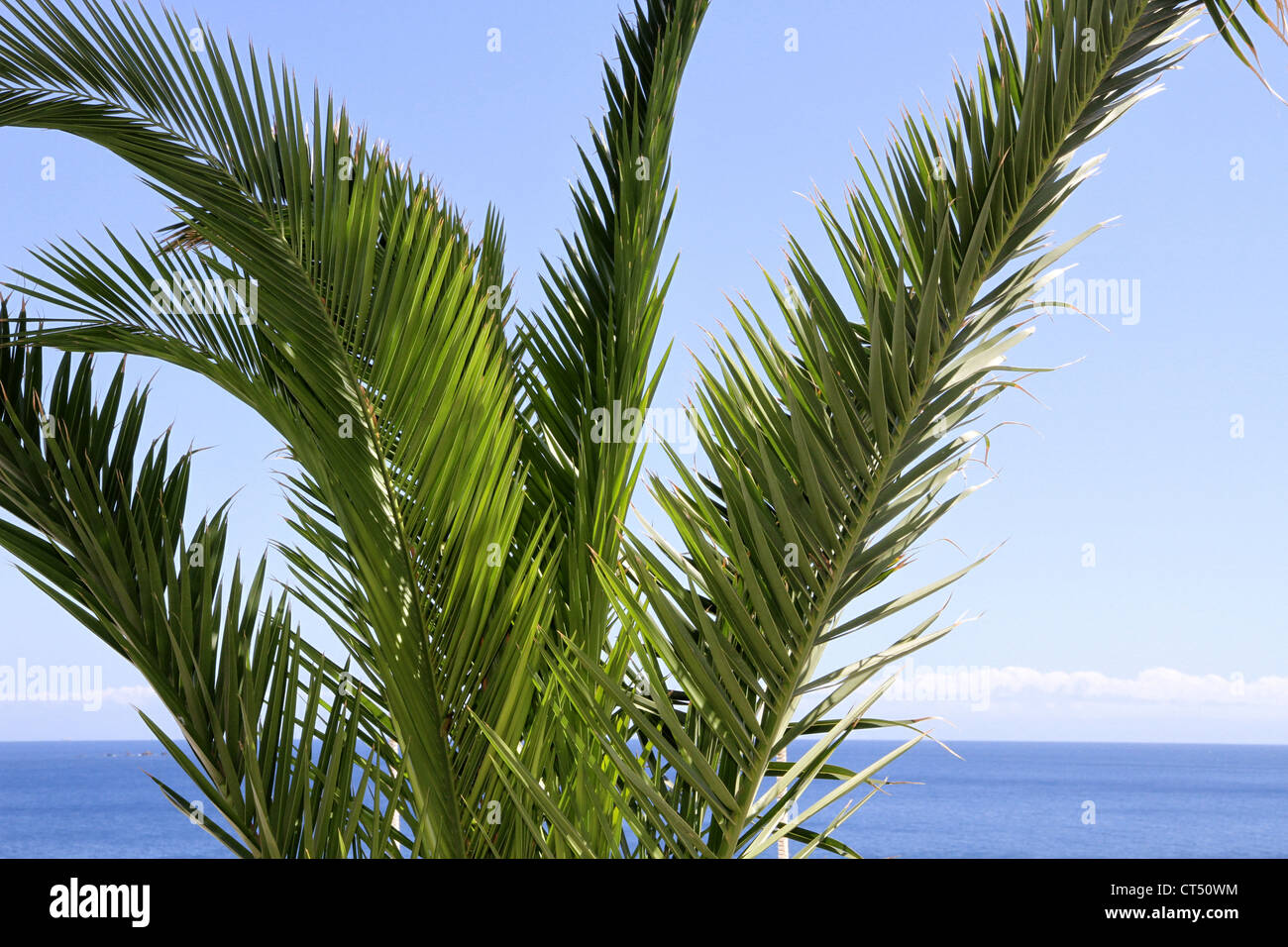 palm tree close up with tropical sea and sky background Stock Photo - Alamy