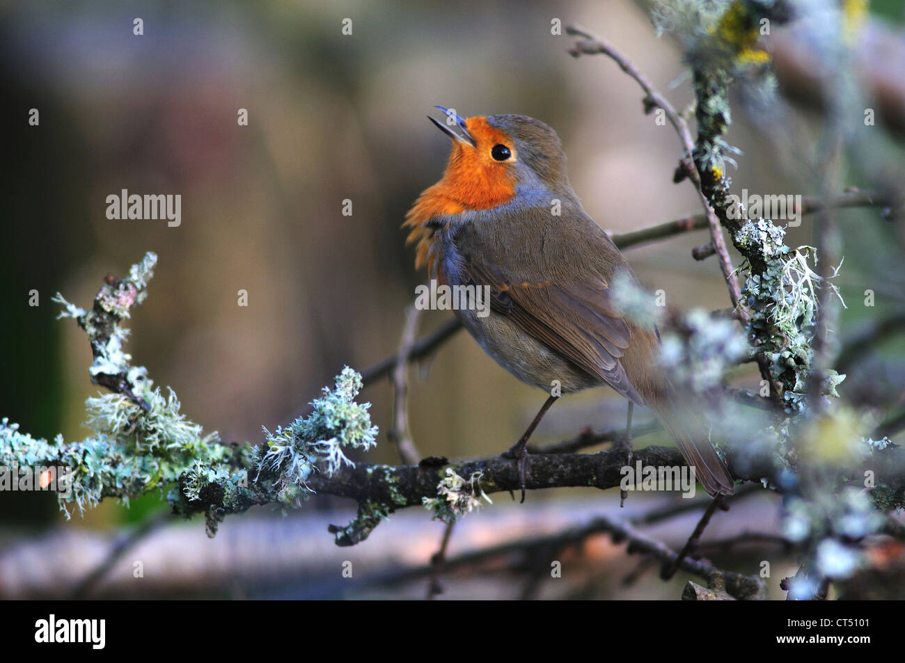 A robin singing in a garden UK Stock Photo Alamy