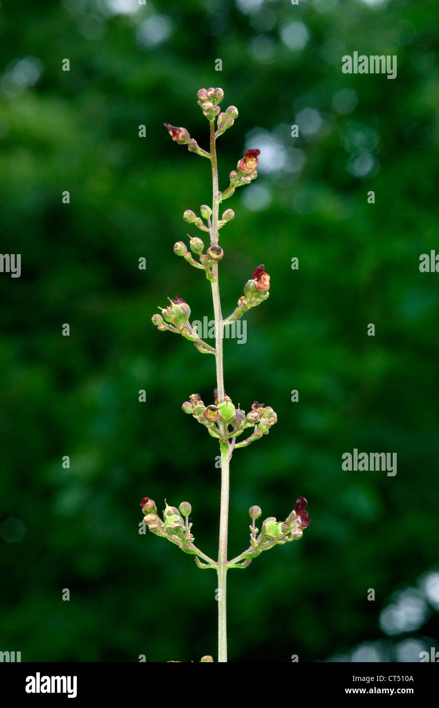 WATER FIGWORT Scrophularia auriculata (Scrophulariaceae) Stock Photo