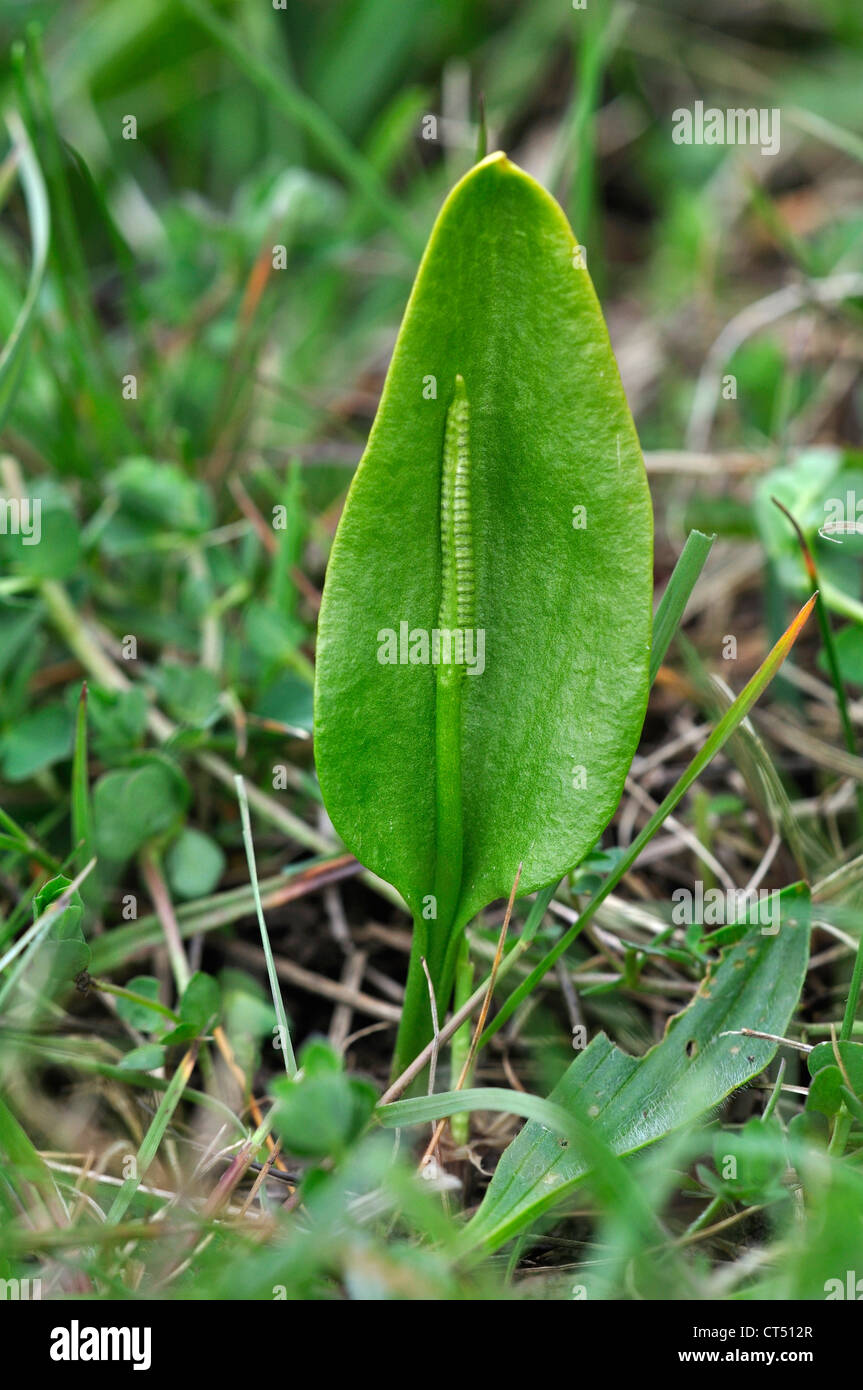 An adder's tongue fern UK Stock Photo