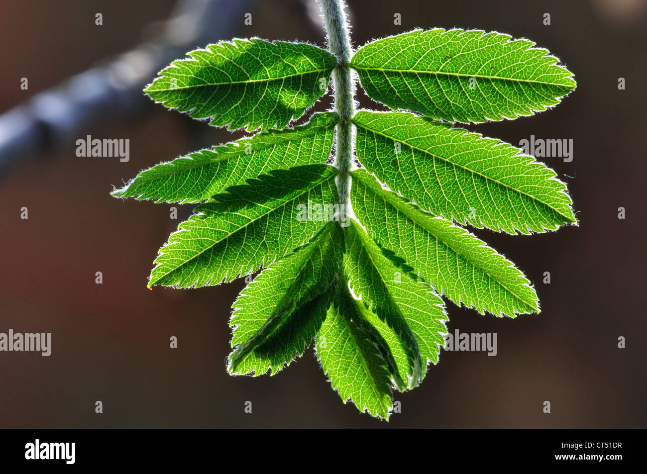 rowan leaf foliage green spring sorbus aucuparia Stock Photo
