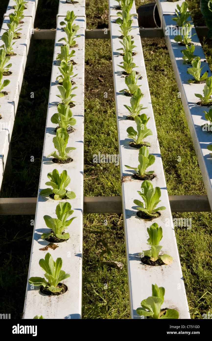 Cos Lettuce plants growing hydroponically Stock Photo