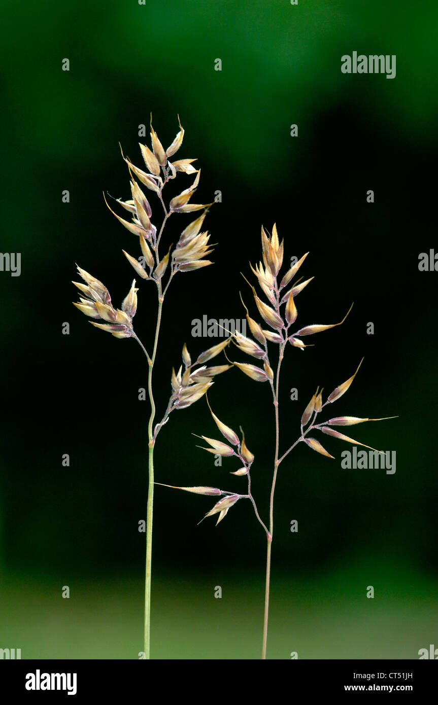 DOWNY OAT-GRASS Helictotrichon pubescens Stock Photo