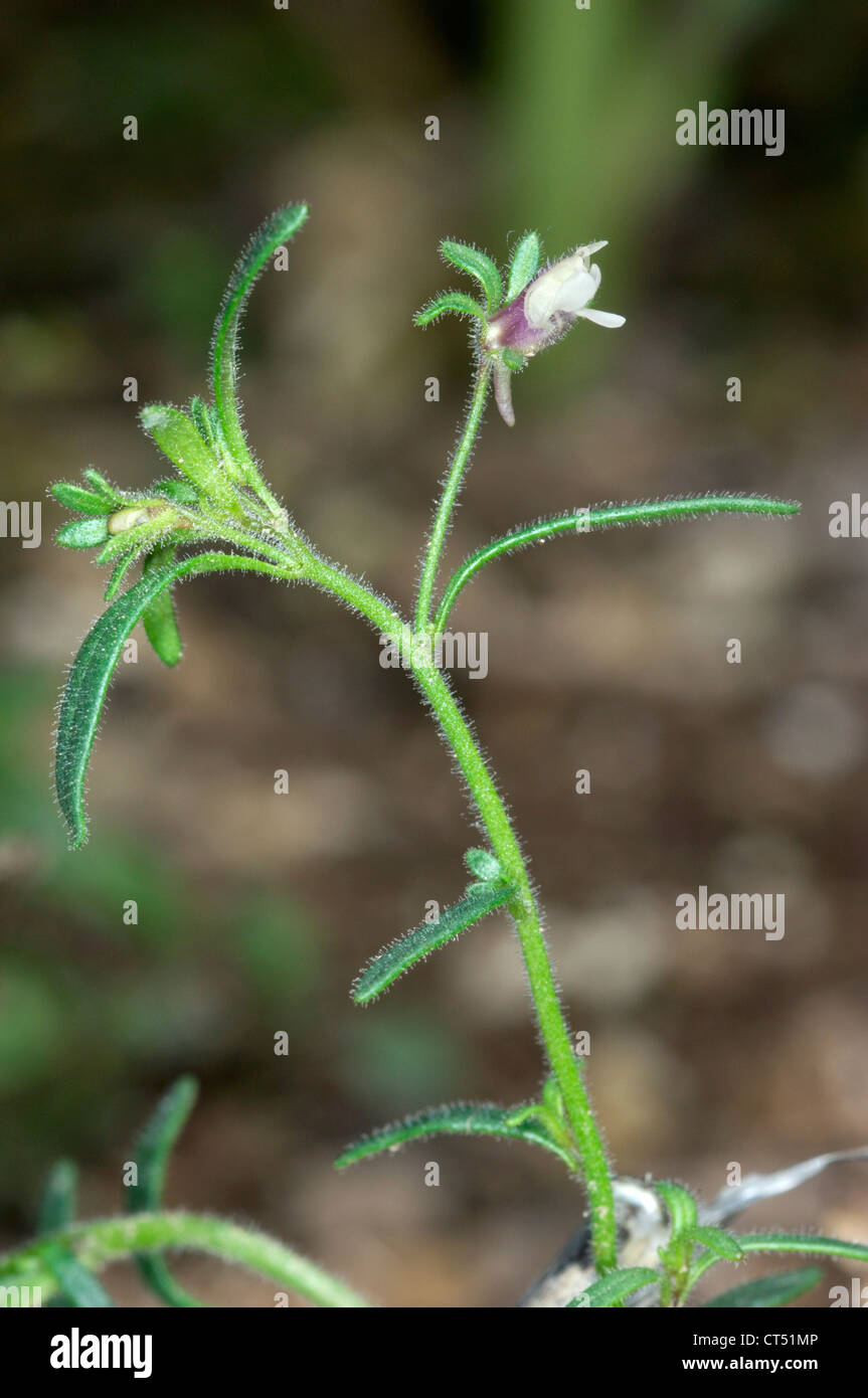 SMALL TOADFLAX Chaenorhinum minus (Scrophulariaceae) Stock Photo
