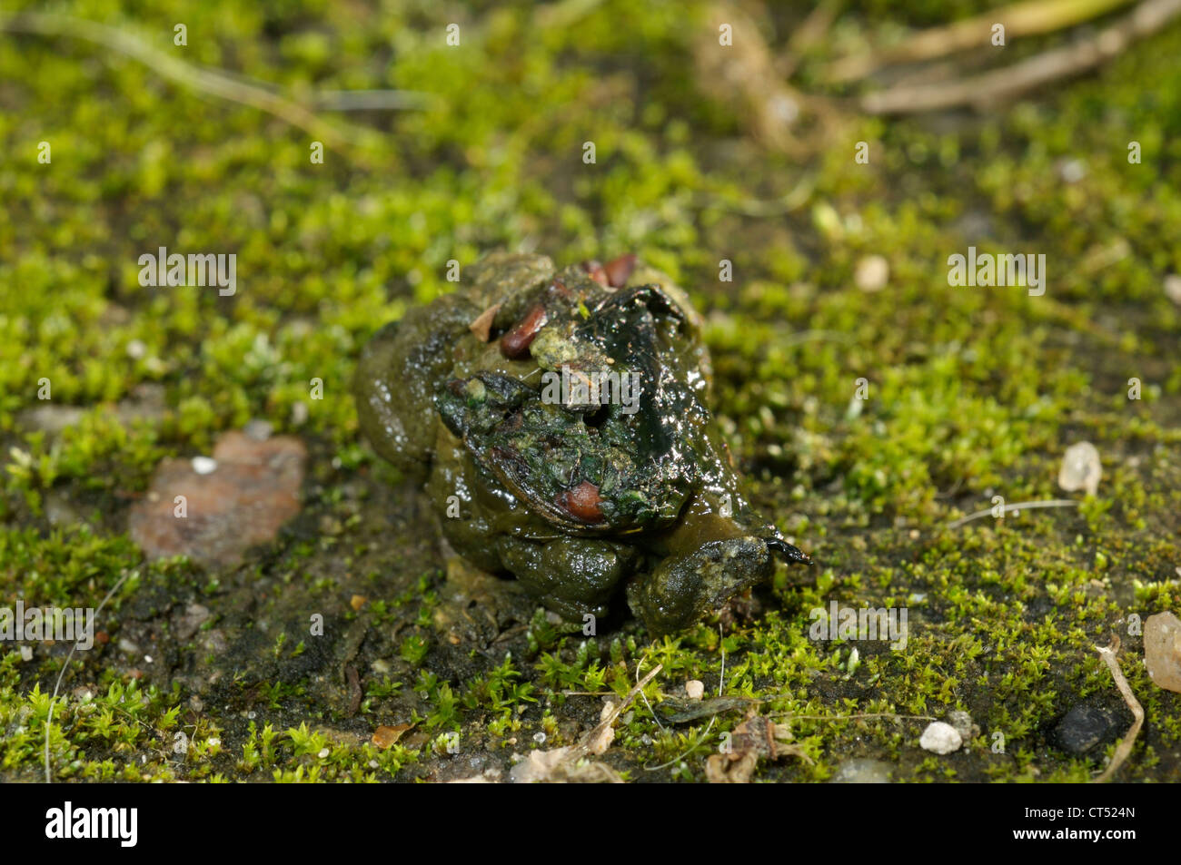 Hedgehog Droppings Identification