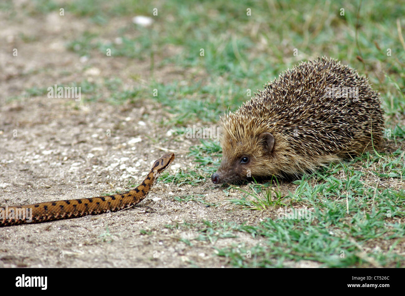 European hedgehog snake hi-res stock photography and images - Alamy
