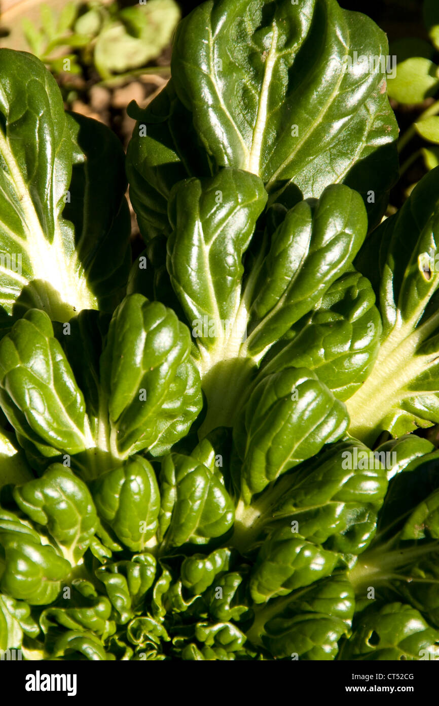 Chinese vegetable tatsoi Stock Photo