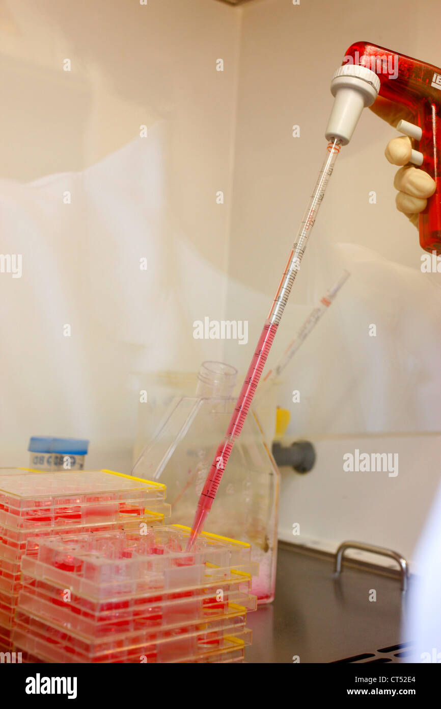 CELL CULTURE Stock Photo