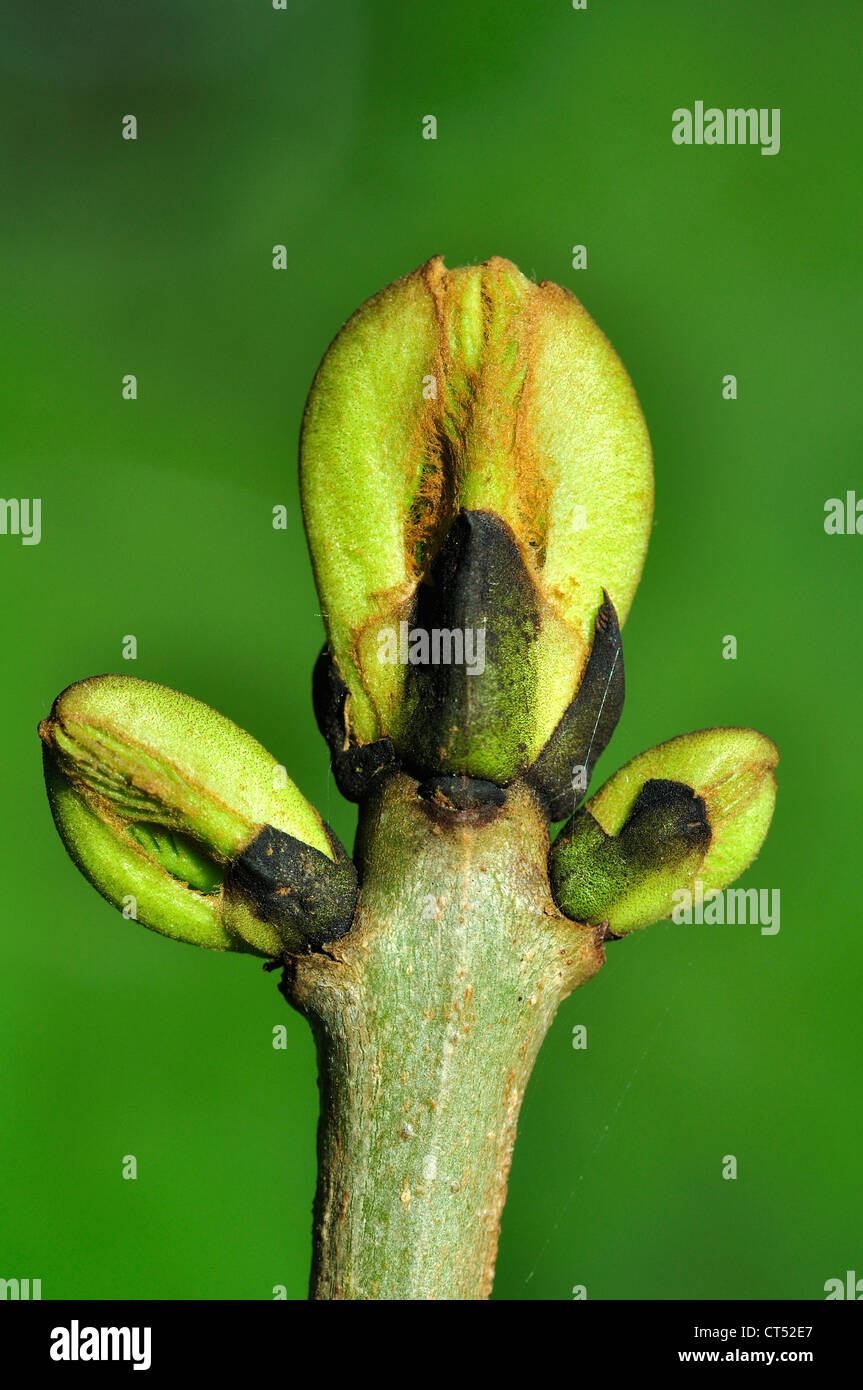 The bud of an ash tree UK Stock Photo