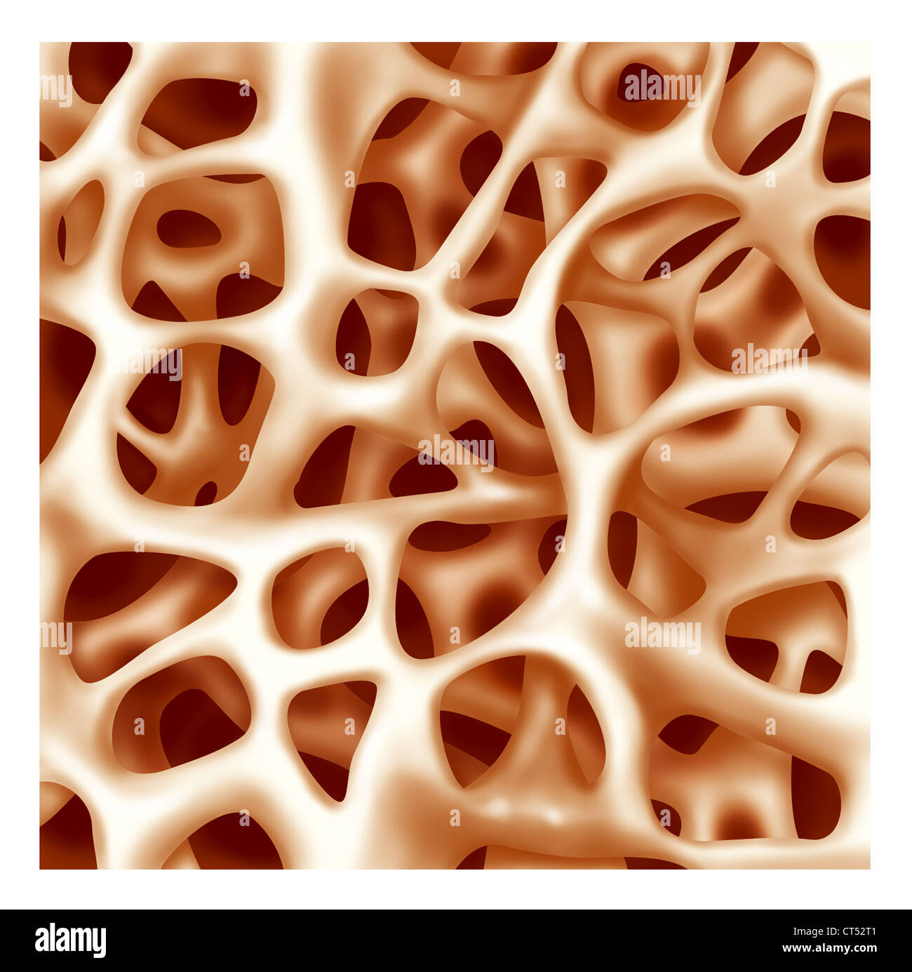 Alveolar Bone High Resolution Stock Photography and Images - Alamy