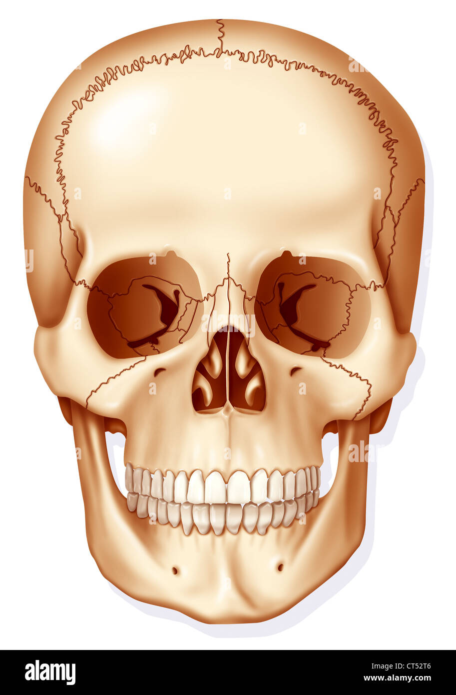 SKULL, DRAWING Stock Photo