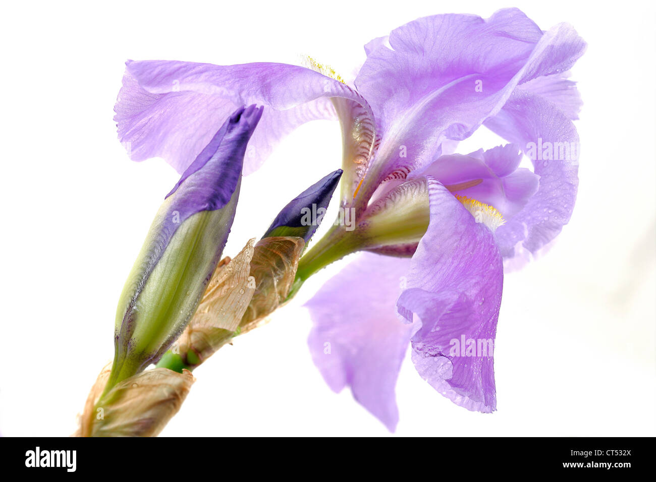 GERMAN IRIS Stock Photo