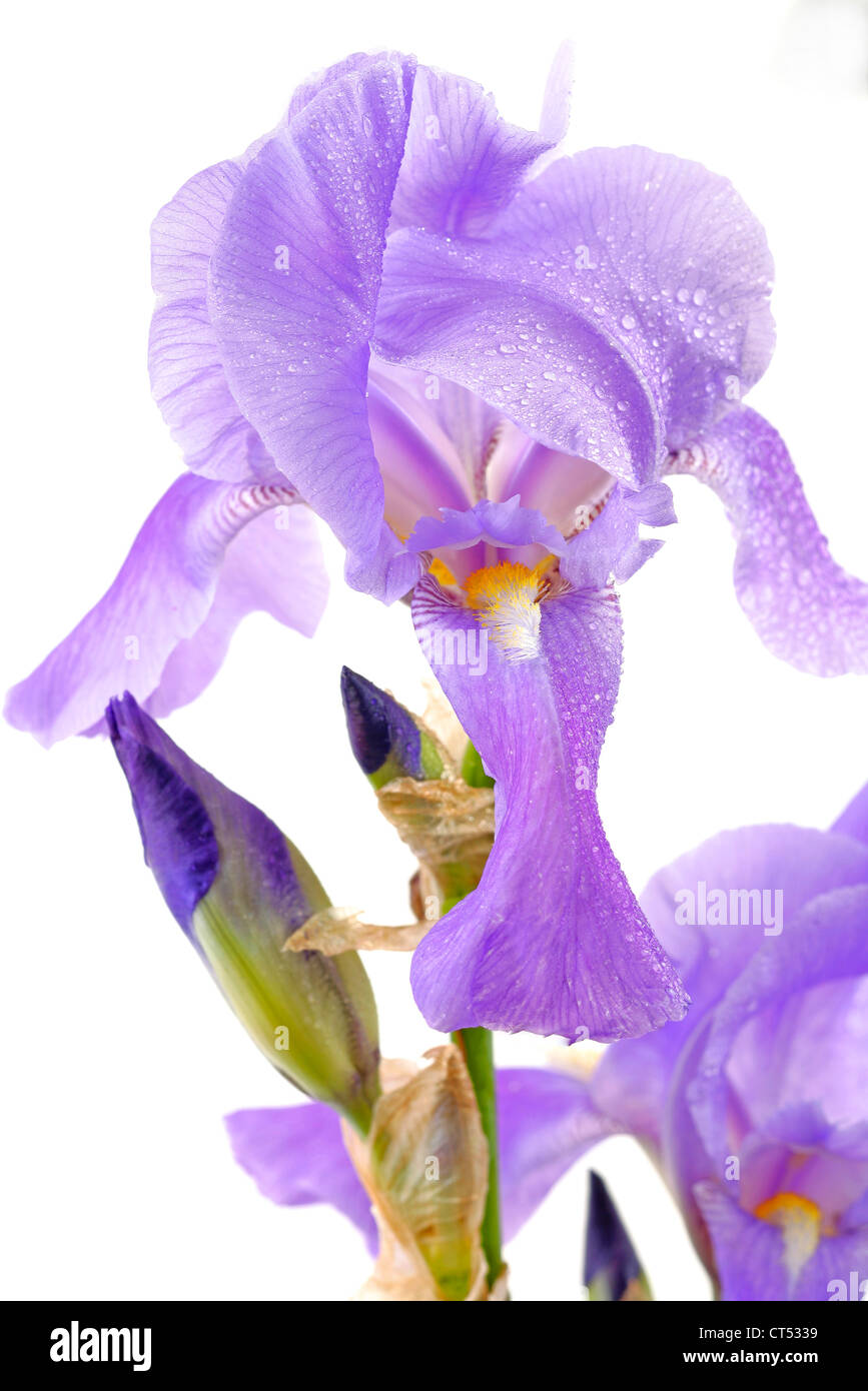 GERMAN IRIS Stock Photo