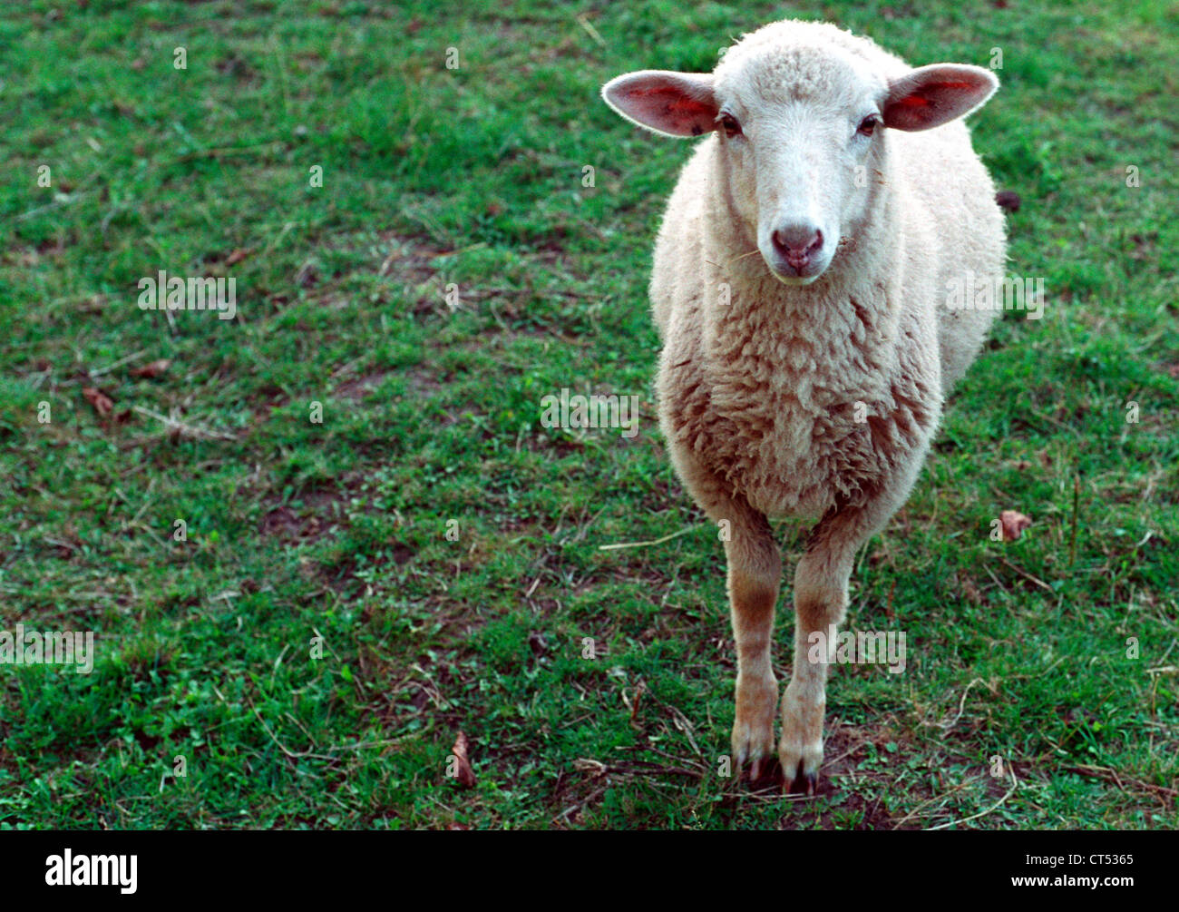 Colno, a young sheep on the pasture Stock Photo