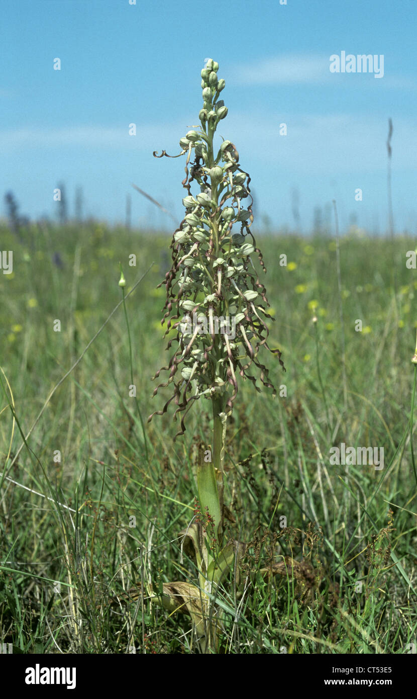 COMMON MEADOW-RUE Thalictrum flavum (Ranunculaceae) Stock Photo