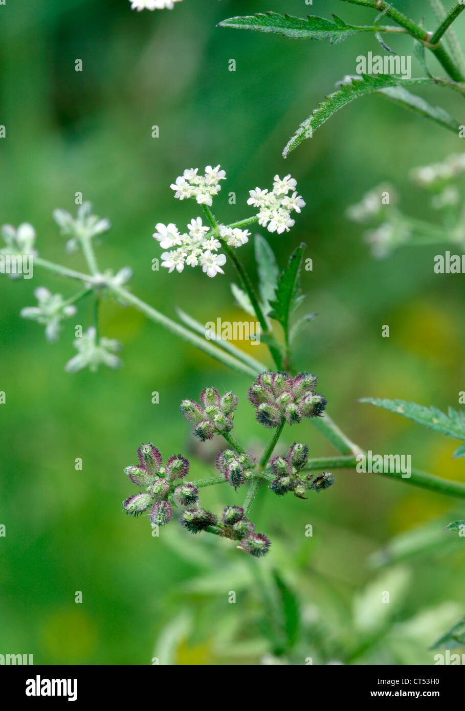 SPREADING HEDGE-PARSLEY Torilis arvensis (Apiaceae Stock Photo - Alamy