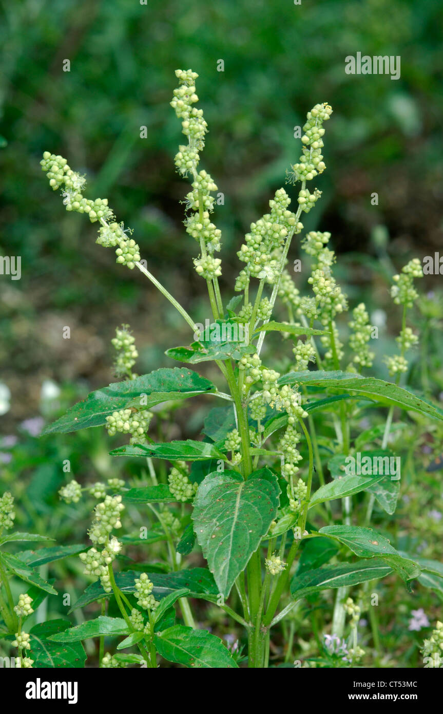 ANNUAL MERCURY Mercurialis annua (Euphorbiaceae) Stock Photo
