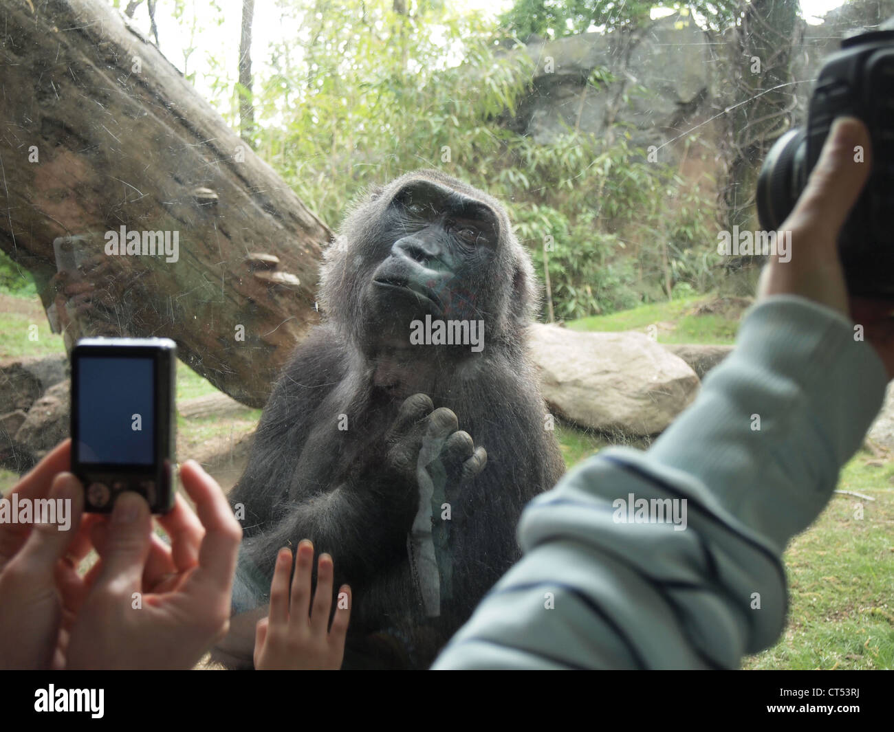 Visitors photographing gorilla at the Congo Gorilla Forest, Bronx Zoo