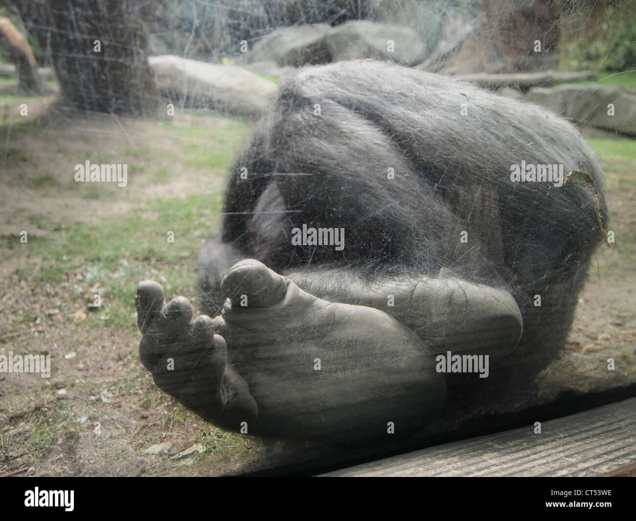 Close-up of sleeping gorilla's feet at the Bronx Zoo, Bronx, New York USA April 18, 2012, © Katharine Andriotis Stock Photo