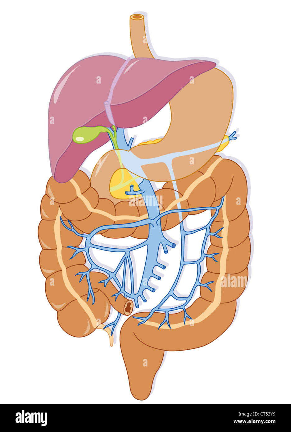 Cardiovascular System Illustration High Resolution Stock Photography