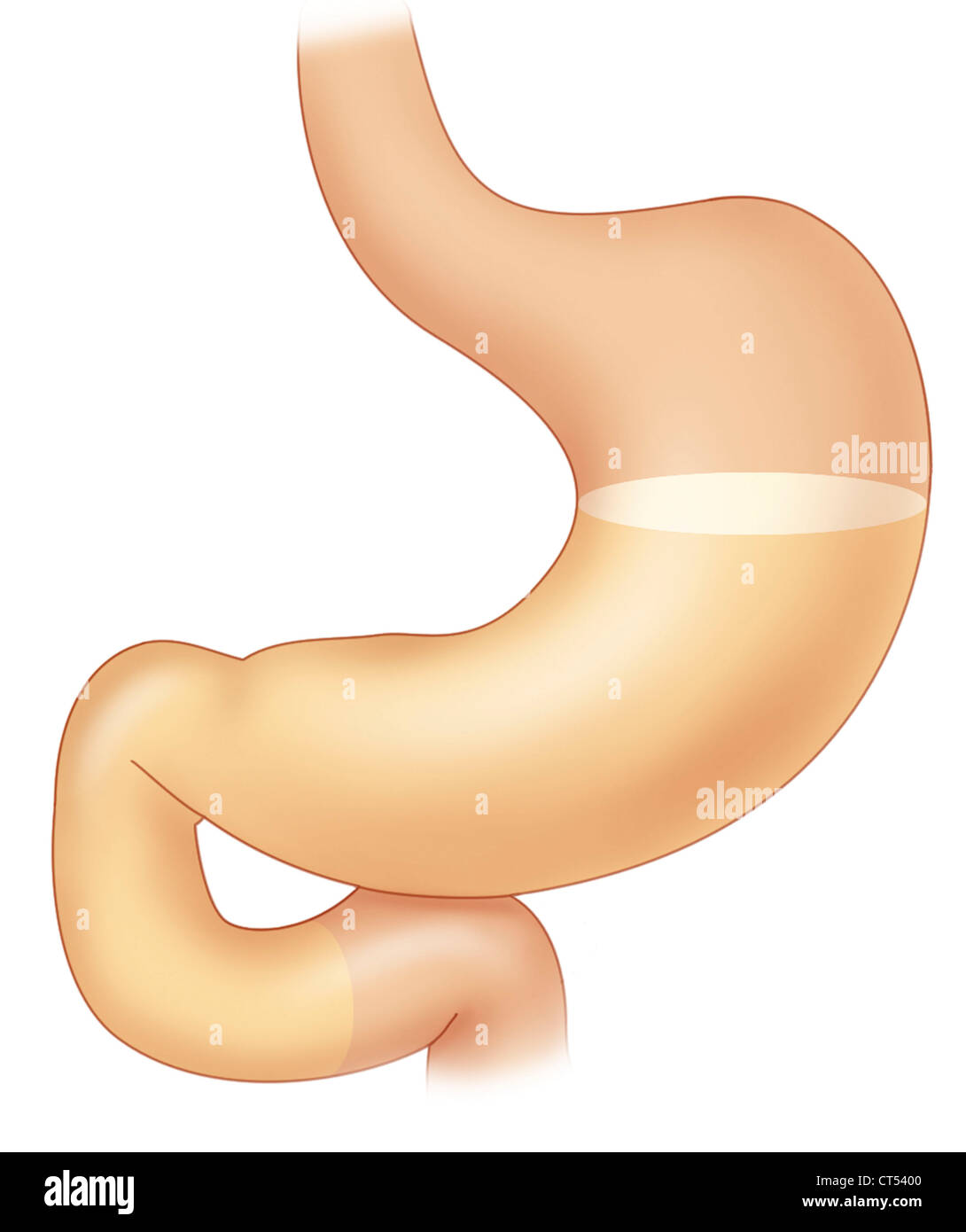 DIGESTION, DRAWING Stock Photo
