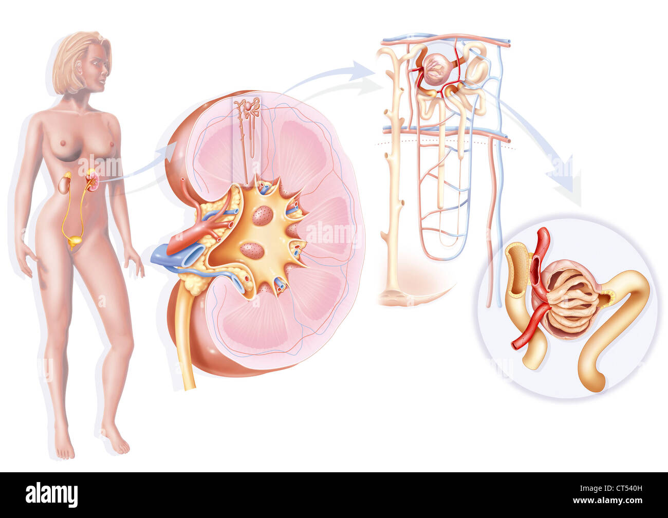 KIDNEY, DRAWING Stock Photo