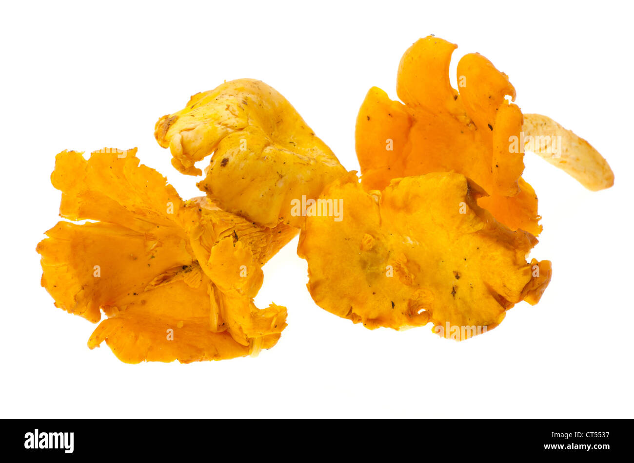 Fresh Chanterelle mushrooms - studio shot with a white background Stock Photo