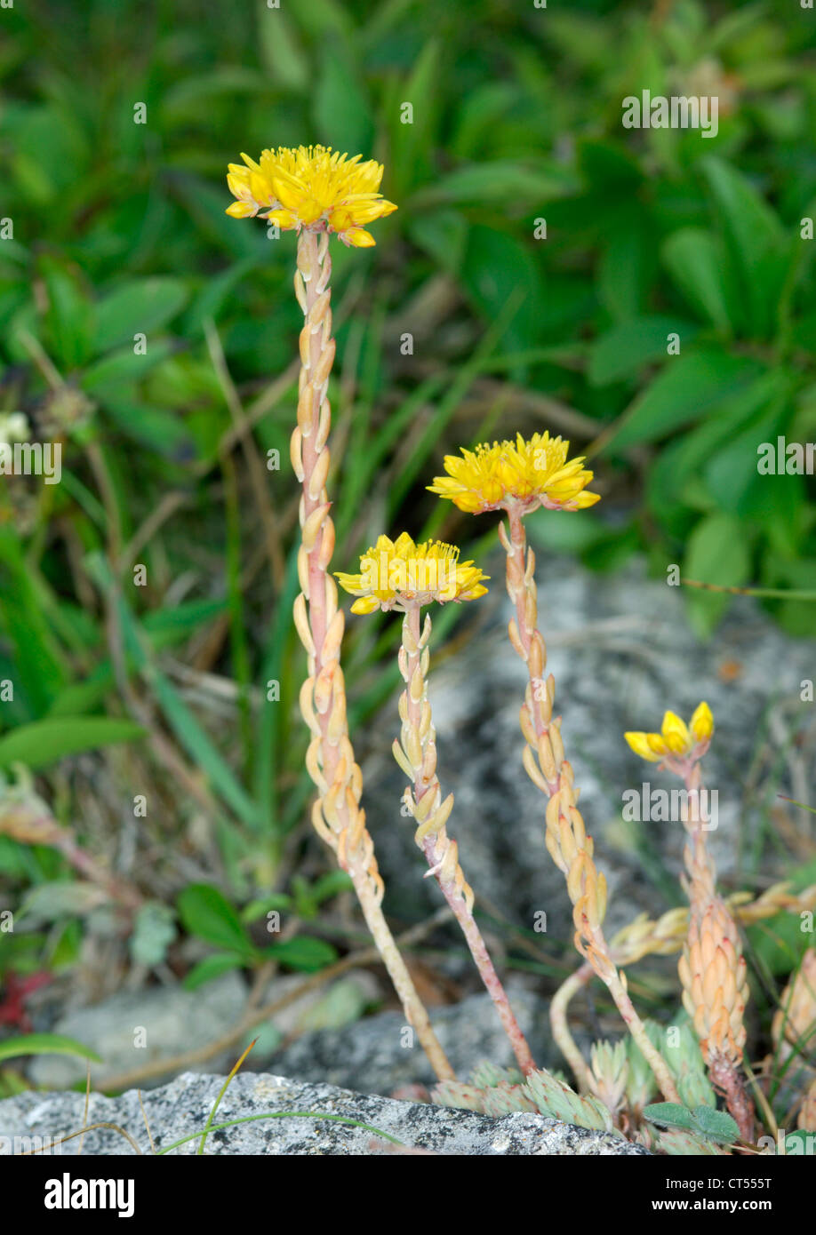 ROCK STONECROP Sedum forsterianum (Crassulaceae) Stock Photo