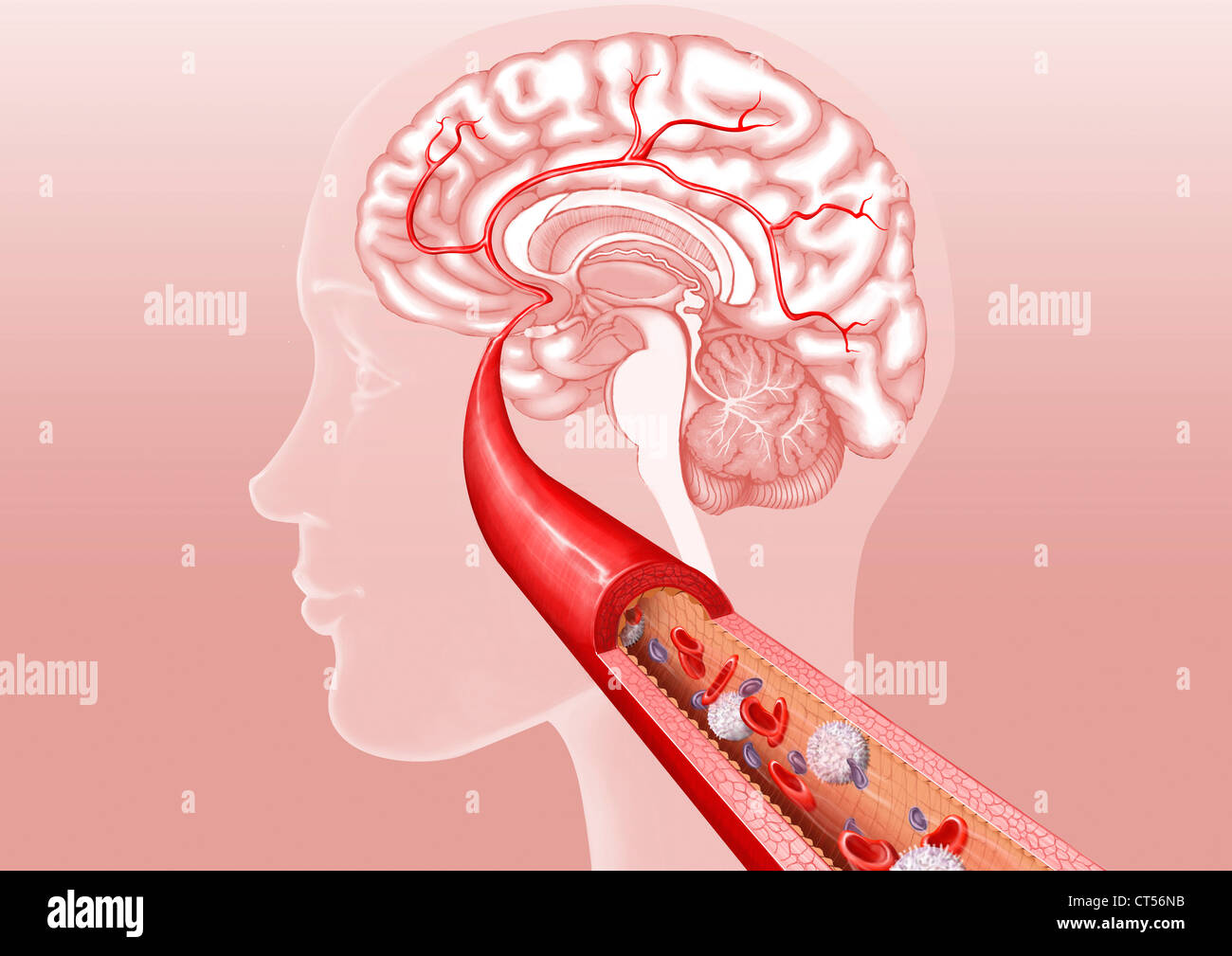 CEREBRAL CIRCULATION, DRAWING Stock Photo - Alamy