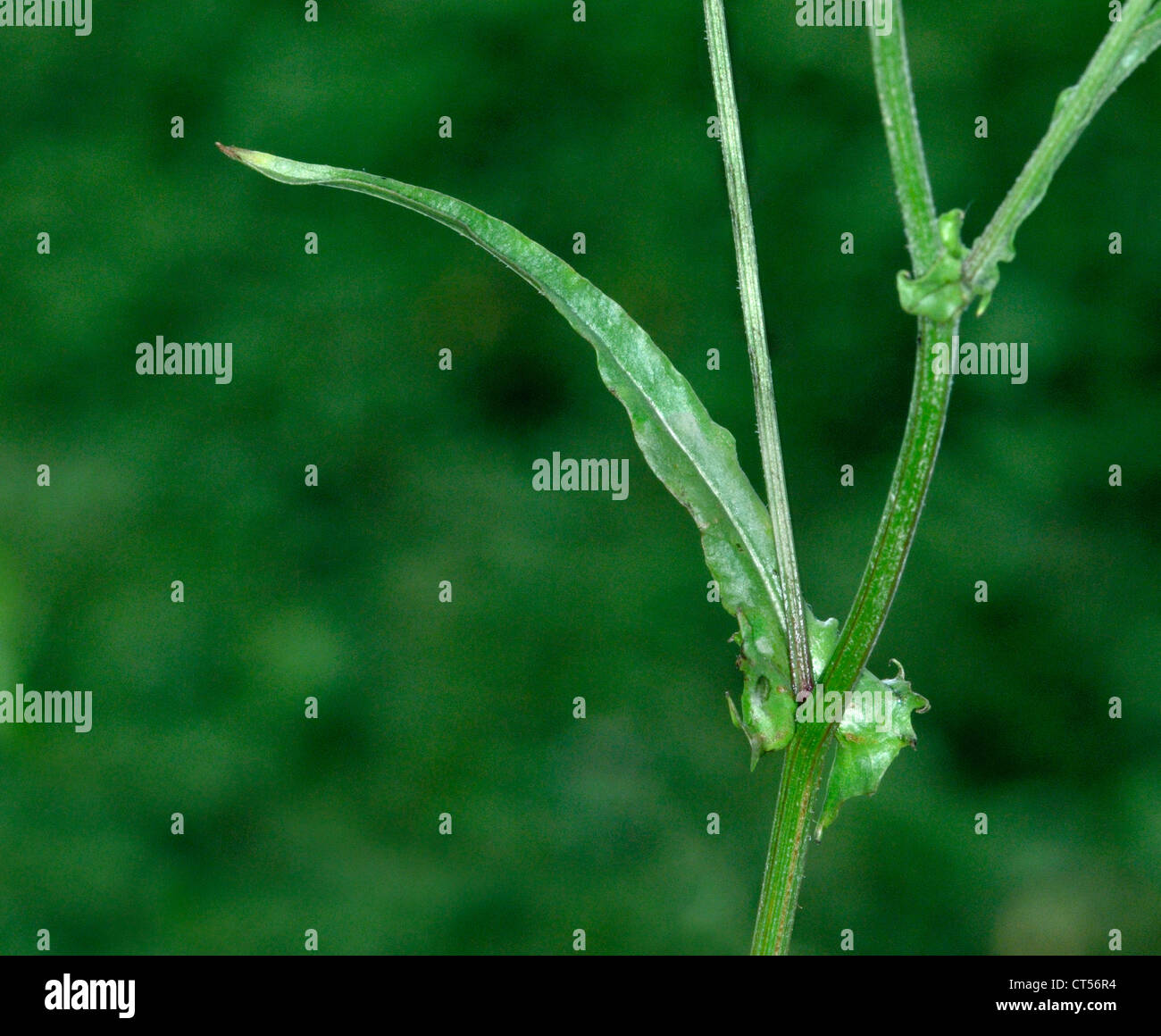 SMOOTH HAWK’S-BEARD Crepis capillaris (Asteraceae) Stock Photo