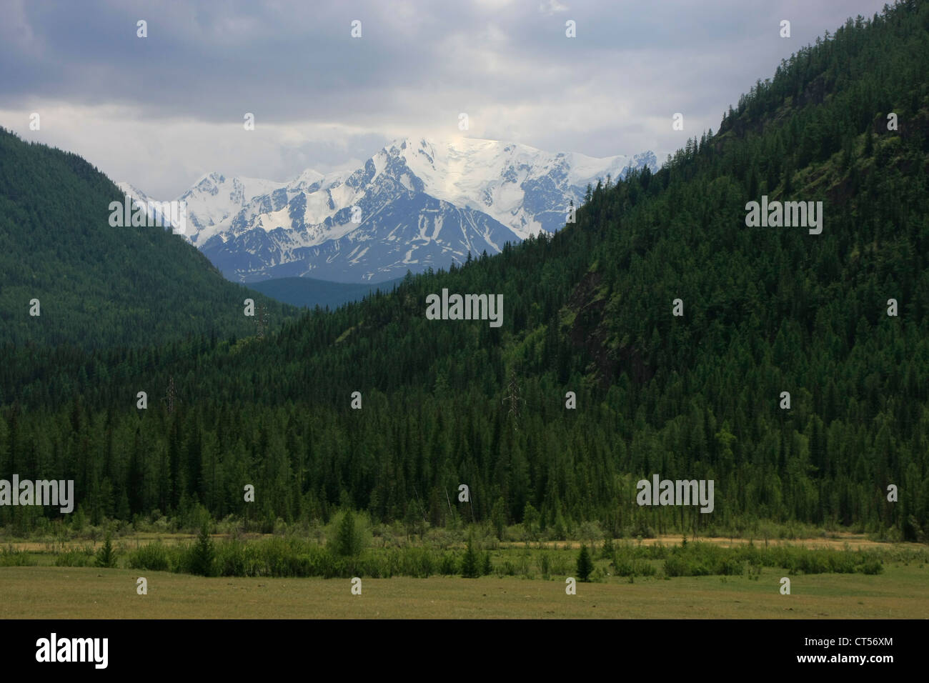 Snowcapped mountains and pine forest, Altai, Siberia, Russia Stock Photo