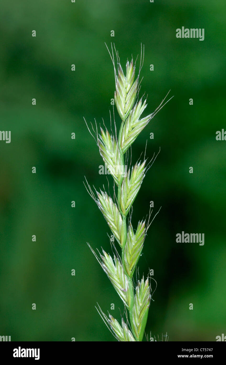 ITALIAN RYE-GRASS Lolium multiflorum (Poaceae) Stock Photo
