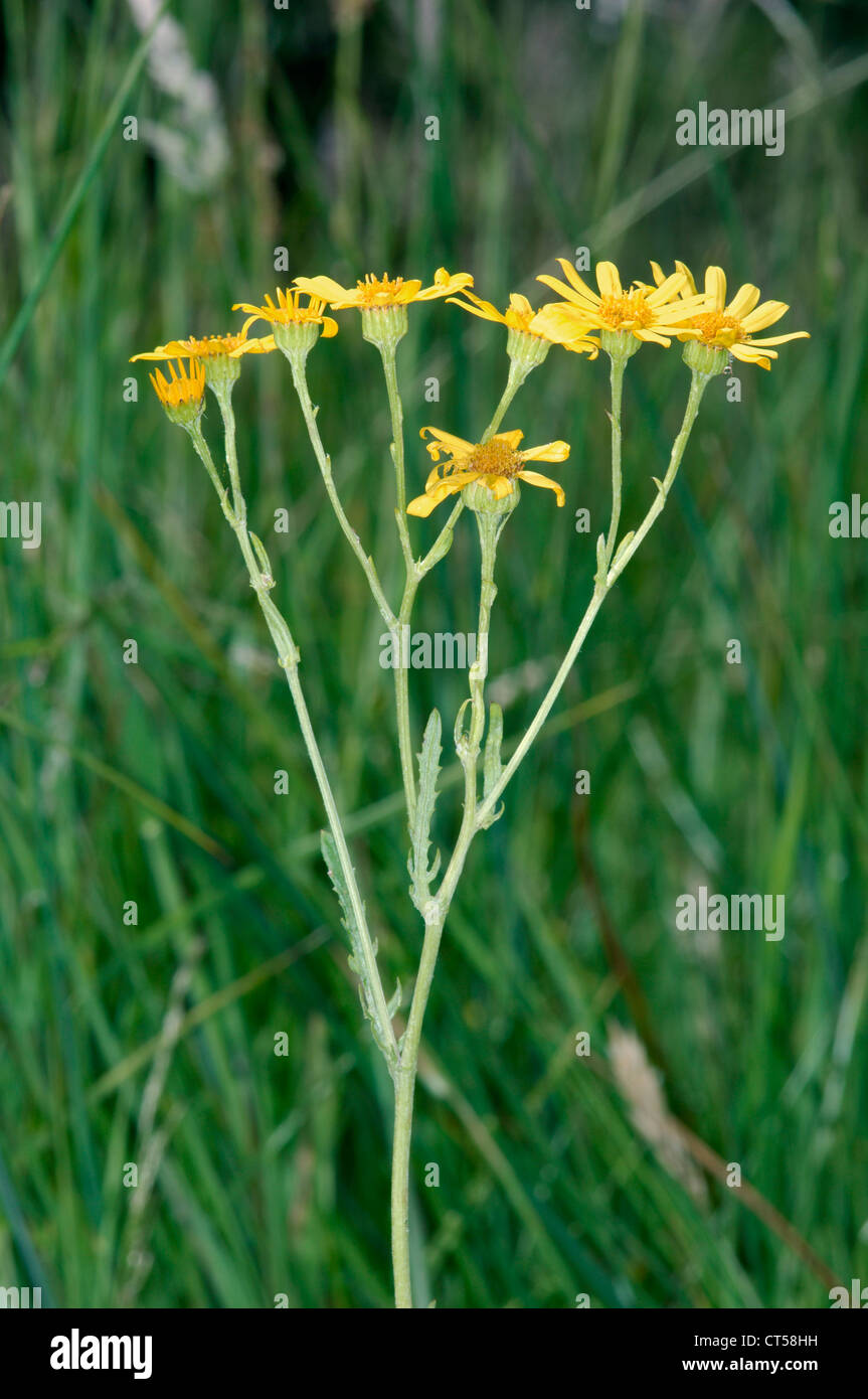 Marsh ragwort hi-res stock photography and images - Alamy