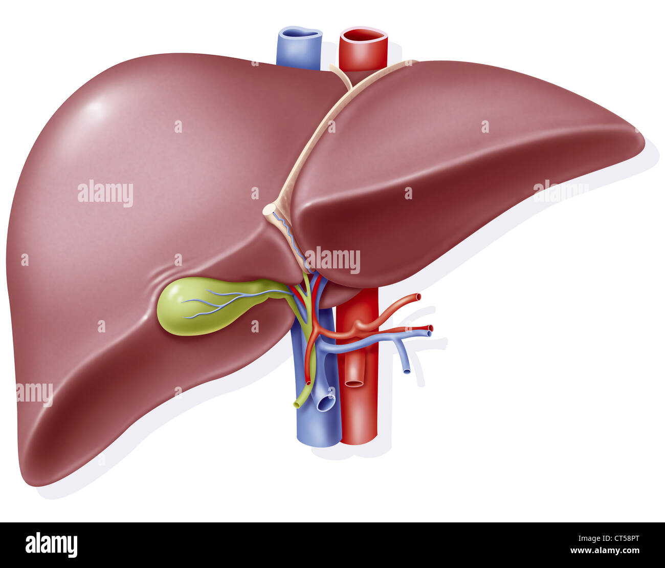 LIVER, DRAWING Stock Photo