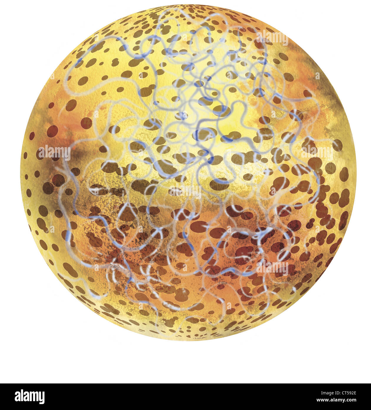 Cell nucleus hi-res stock photography and images - Alamy