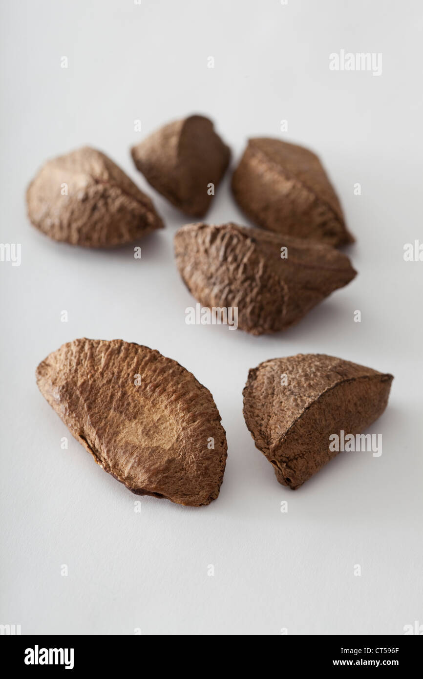 Brazil nut fruits hires stock photography and images Alamy