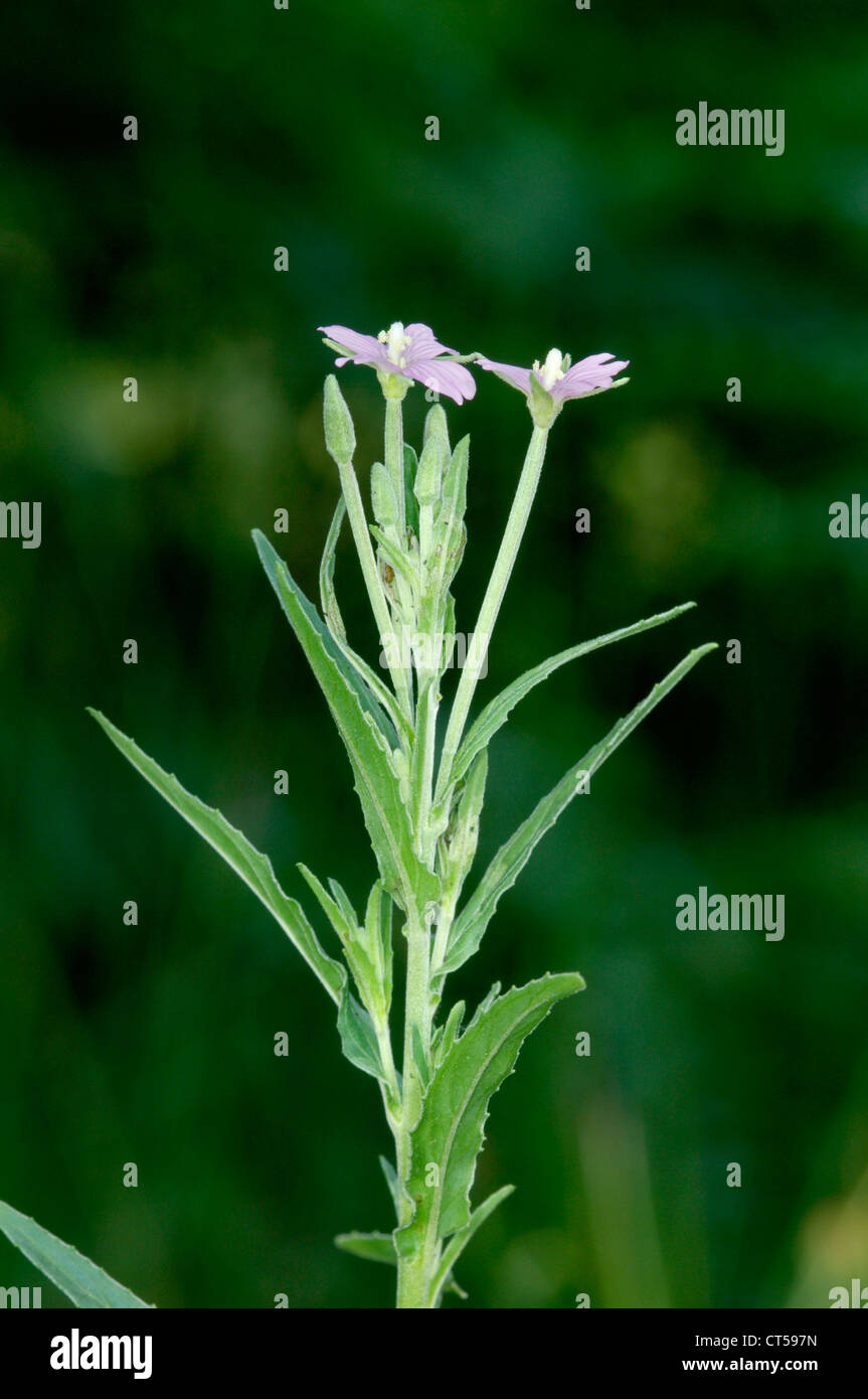 SQUARE-STALKED WILLOWHERB Epilobium tetragonum (Onograceae) Stock Photo