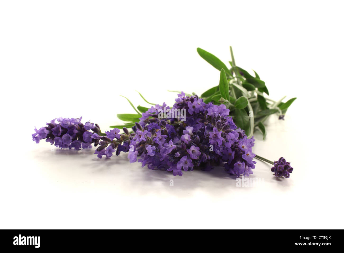 purple lavender flowers and leaves on a light background Stock Photo