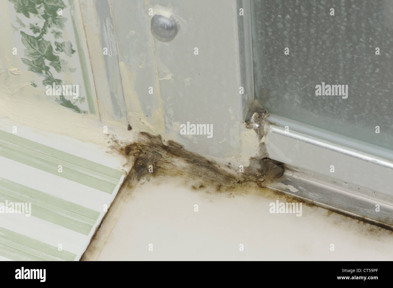 MOLD Stock Photo