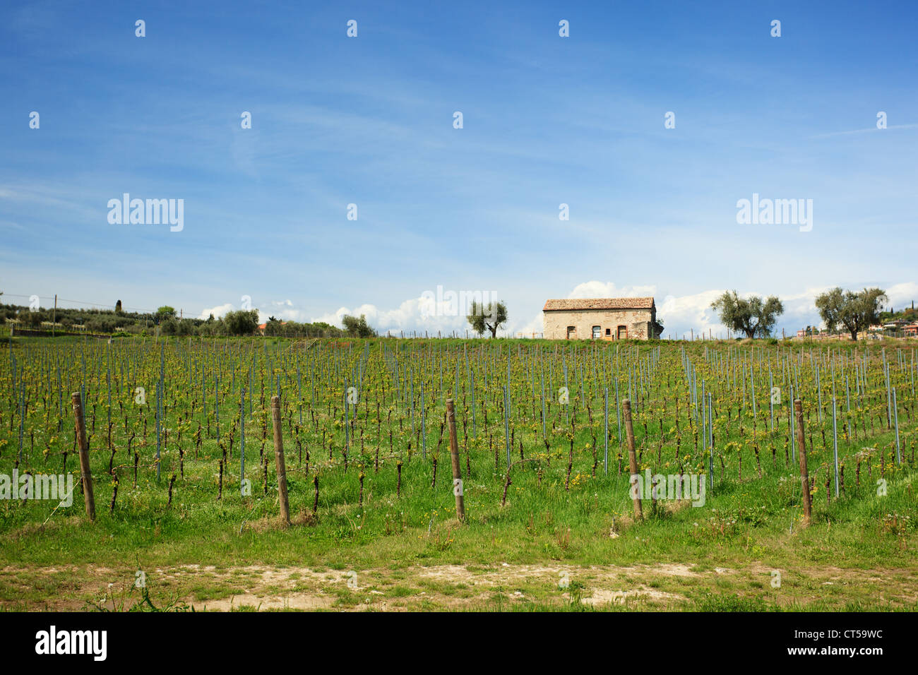 Typical italian landscape of vineyard with rustic building in Veneto region in spring time Stock Photo