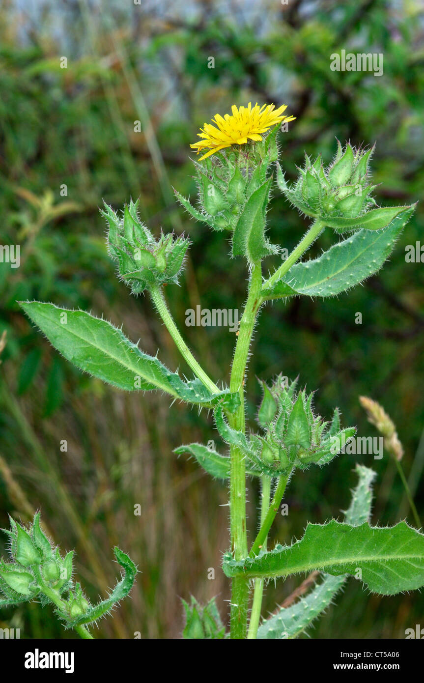 BRISTLY OXTONGUE Picris echioides (Asteraceae) Stock Photo